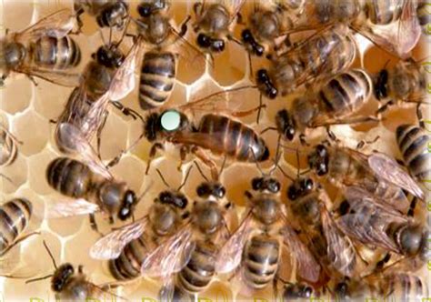 Kafkas f1 arı özellikleri